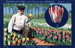Productions autour du monde : Tulipe en Hollande. Chromolithographie de 1933 dans "Album Joseph-Milliat"
