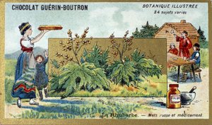 La rhubarbe : aliment et médicament russe. Gravure (chromo). Chromolithographie publicitaire pour les chocolats Guerin-Boutron, fin du 19ème siècle. Série botanique illustrée