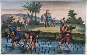 Plantation de riz, Chine - gravure de "Usi e Costumi di Tutti i Popoli dell