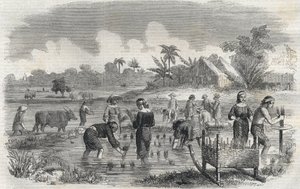 Culture du riz à Manille aux Philippines en 1864. Gravure anonyme. Collection privée. - Anonymous Anonymous