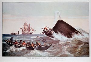 Cachalots dans le tourbillon, chavire de petits bateaux. Lithographie du début du 19ème siècle Collection privée