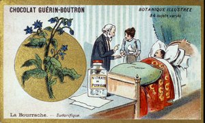 La bourrache, diaphorétique. Chromolithographie publicitaire pour les chocolats Guérin-Boutron, fin XIXe siècle. Série botanique illustrée