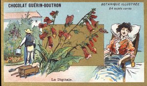 Publicité pour les chocolats Guerin-Boutron, fin du XIXe siècle. Série botanique illustrée