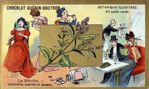Menthe vulnérable, pastilles et boisson. Chromolithographie publicitaire pour les chocolats Guérin-Boutron, fin XIXe siècle. Série botanique illustrée