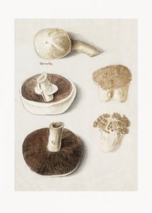 Agaric des champs, Agaricus campestris, debout - Anselmus Boëtius de Boodt