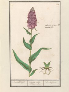 Orchis large (Dactylorhiza majalis) - Anselmus Boëtius de Boodt