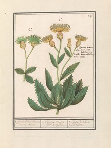 Centaurée (Centaurea)