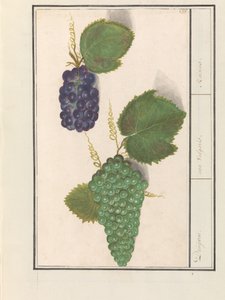 Raisin (Vitis vinifera) Raisins. / uva Vulgaris. / Raisins (titre sur l