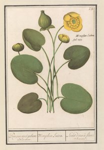 Nénuphar jaune (Nuphar lutea)