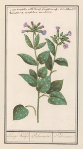 Pulmonaire officinale (Pulmonaria officinalis) - Anselmus Boëtius de Boodt