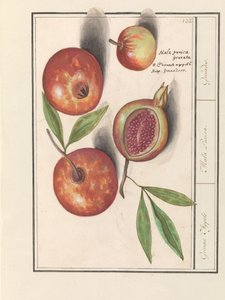 Grenade (Punica granatum) - Anselmus Boëtius de Boodt