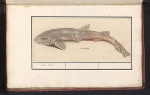 Hondshaai (Scyliorhinus canicula)