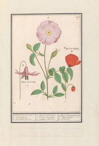Hondstand (Erythronium), rose sauvage (Rosa) et un coquelicot (Papaver) - Anselmus Boëtius de Boodt
