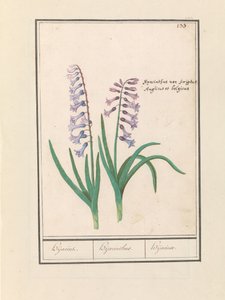 Hyacinthe (Hyacinthus orientalis) - Anselmus Boëtius de Boodt