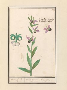 Orchidée bourdon rieur (Ophrys bombyliflora) et anémones (Anemone)