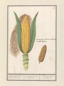 Maïs (Zea mays)