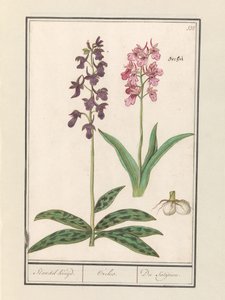 Orchidee (Orchidaceae) / Standel Kruijd. / Orchis. / Du Satijrion. - Anselmus Boëtius de Boodt
