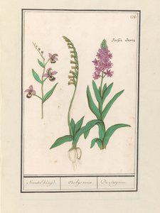 Orchidée (Orchidaceae) - Anselmus Boëtius de Boodt