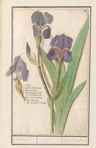 Iris pourpre (Iris germanica)