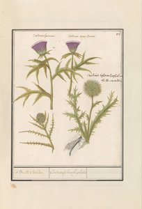 Chardon (Carduus) et Artichaut (Cynara cardunculus)