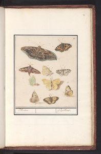 Papillons et mites - Anselmus Boëtius de Boodt