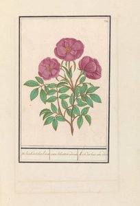 Rose sauvage (Rosa)