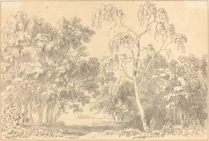 Paysage Boisé
