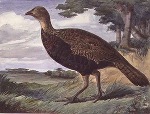 Hybride de faisan et de poule grise