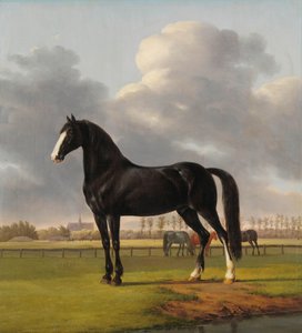 Le trotteur 