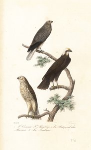 Busard Saint-Martin, busard des roseaux et busard de Montagu - Antoine (after) Chazal