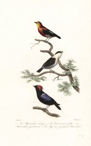 Espèces de manakin - Antoine (after) Chazal