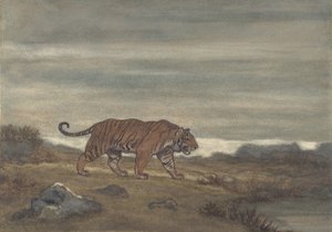 Tigre approchant une piscine