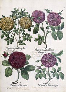 Quatre types de roses, 1613