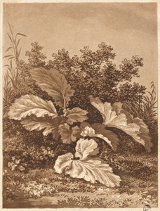 Étude de feuilles, vers 1800