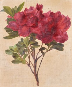 Rhododendrons