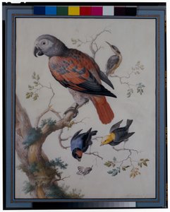 Un perroquet rouge et gris avec d