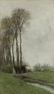 Chevaux près de la clôture