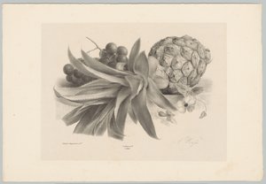 Ananas et raisins (Bloem en Fruit Studien, 10e aflevering) - Anton Weiss
