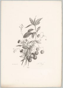 Fleurs, fraises et cerises (Bloem en Fruit Studien, 10e aflevering)