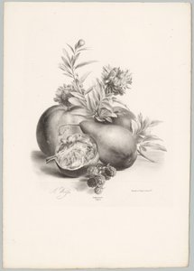 Fleurs, pommes, poire, grenade et mûres (série: Études de fleurs et de fruits, 10e livraison) - Anton Weiss