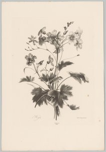 Fleurs avec des épines (Bloem en Fruit Studien, 10e aflevering)