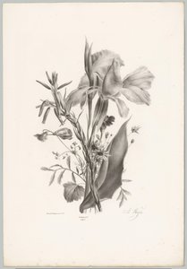 Fleurs diverses