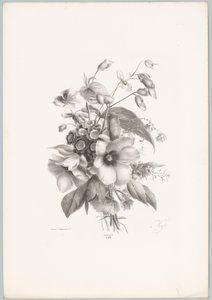 Fleurs diverses (série: Études de fleurs et de fruits, 10e livraison)
