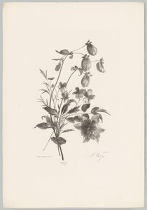 Diverses fleurs