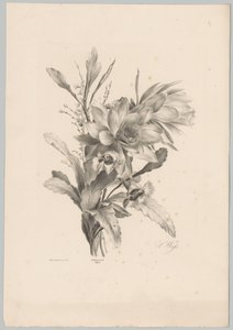 Diverses fleurs