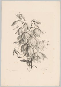 Fleurs suspendues