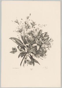 Lys (série: Études de fleurs et de fruits, 10e livraison)
