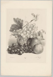 Raisins rouges et blancs et pommes (série: Études de fleurs et de fruits, 10e livraison) - Anton Weiss