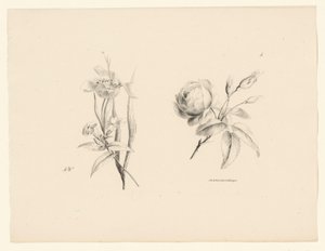 Rose et autres fleurs