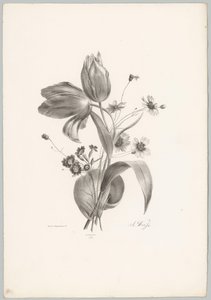 Tulipes et marguerites
